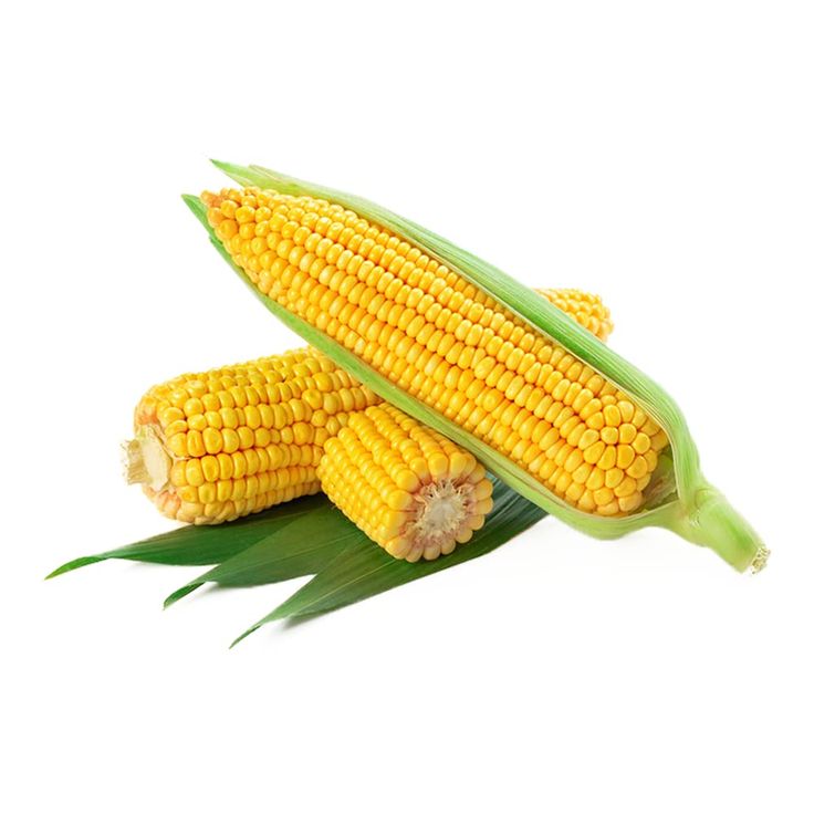 Maize