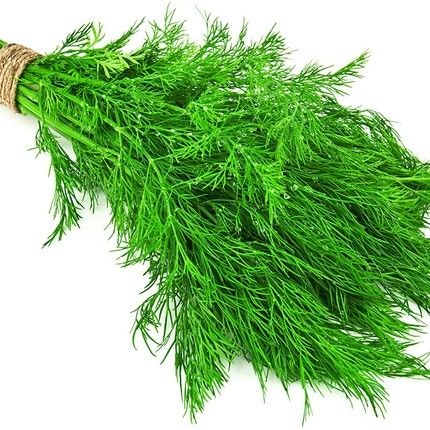 Dill