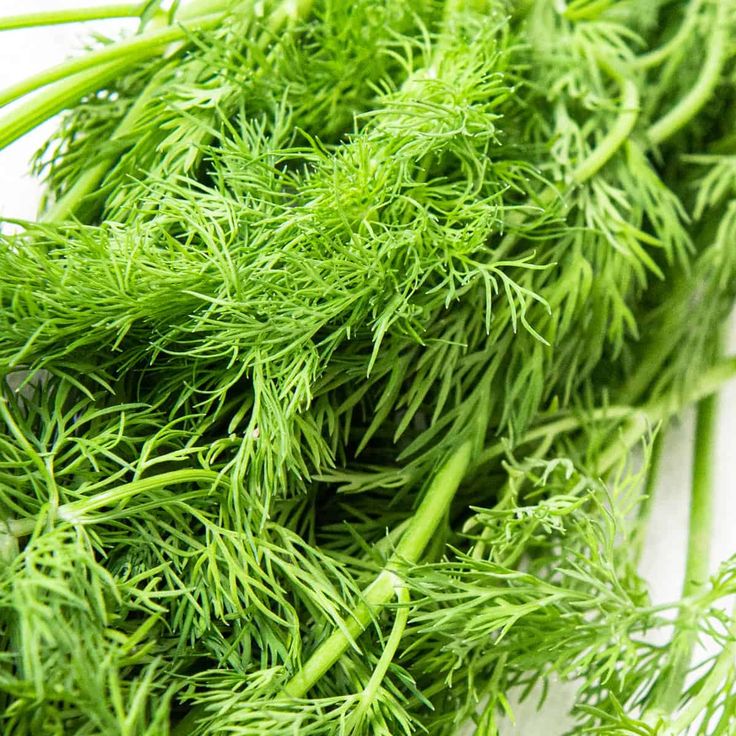 Dill