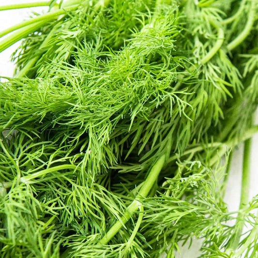 Dill
