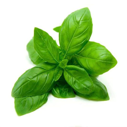 Basil